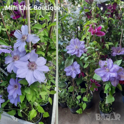 Кралски Клематис  (Clematis ) Микс (Едри цветове) – Готови за засаждане!Пазарджик с доставка до дома, снимка 3 - Градински цветя и растения - 54529026