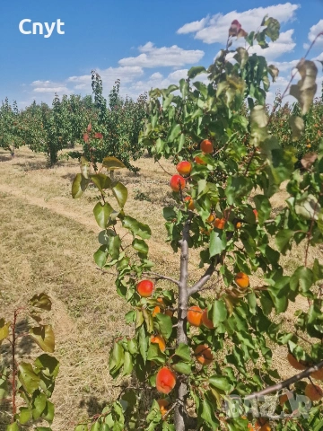 Продавам кайсии на едро , снимка 5 - Други - 54983210
