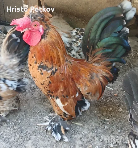 Продавам Чифтове Бреговски Джинки , снимка 9 - Кокошки и пуйки - 55509658