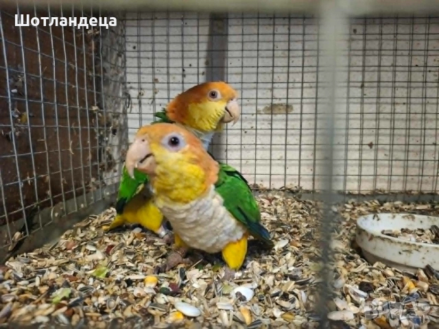 Папагали Кайка ръжевотеменна-развъдна двойка, снимка 2 - Папагали - 54511457