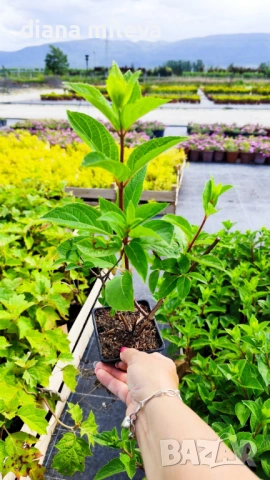 Хортензия паникулата Пинки Уинки, Hydrangea paniculata Pinky Winky, снимка 3 - Градински цветя и растения - 54722812