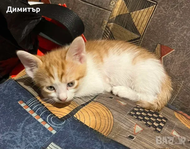 Котенца за осиновяване