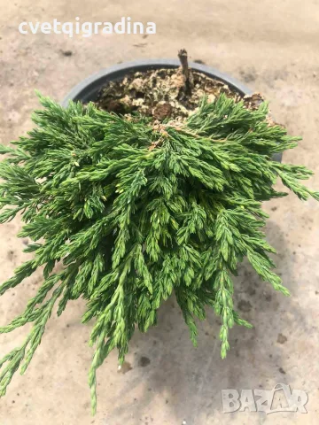 Juniperus horizontalis ‘Pancake’ (Хвойна ‘Pancake’ – „Палачинка“), снимка 2 - Градински цветя и растения - 55394157