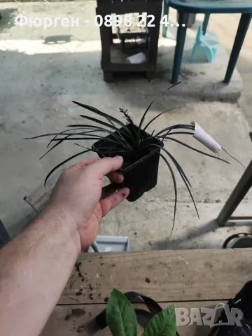 Черен офиопогон (Ophiopogon planiscapus 'Nigrescens'), снимка 4 - Разсади - 55335795