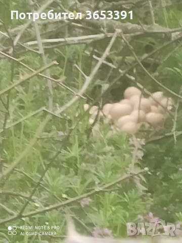 продавам оплодени яйца от токачки,, снимка 2 - Кокошки и пуйки - 54274471