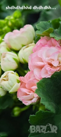 Сортови Мушката за колекционери 5 € за брой ( четири цвята ), снимка 3 - Градински цветя и растения - 54231825