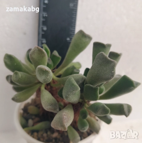Адромисхус (Adromischus cristatus var. clavifolius) сукулент
