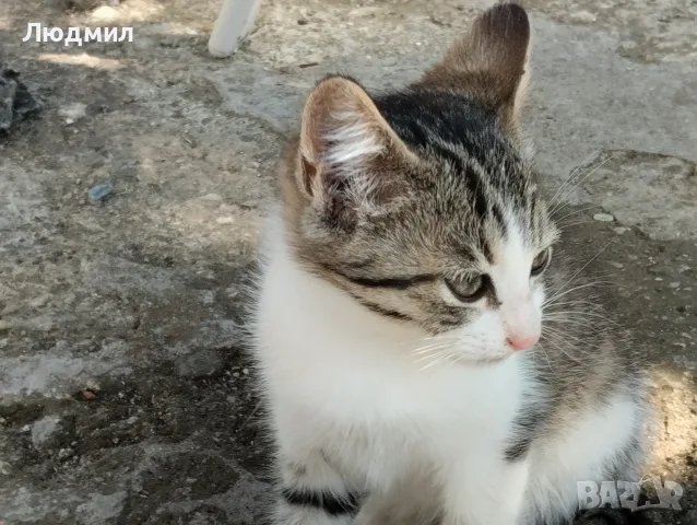 Котета подарявам!!!, снимка 4 - Други - 55702226