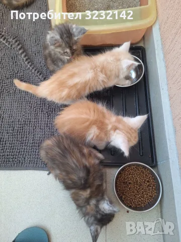 Котенца Мейн Куун 