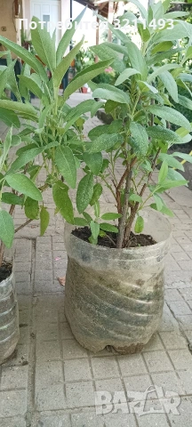 Продавам чашкодрян, салвия, розмарин, алое ,делосперма, евонимус, снимка 11 - Градински цветя и растения - 34722969