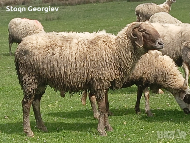 Коч рогат, снимка 2 - Овце - 54155421