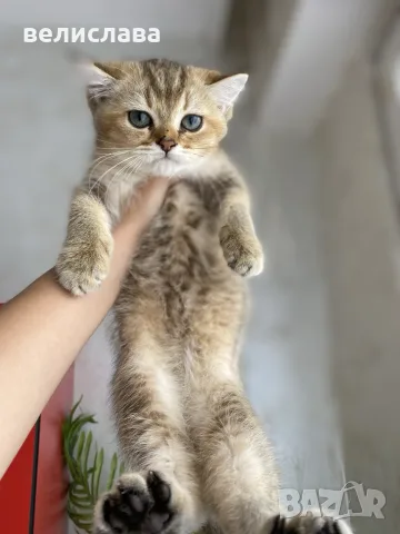 британски котенца, снимка 10 - Британска късокосместа - 55391628