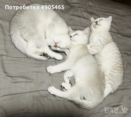 Британско късокосместо коте, снимка 5 - Британска късокосместа - 55506439