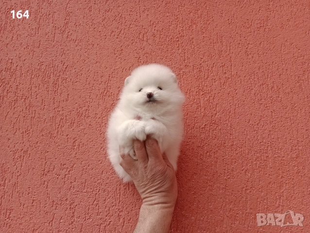 Померани. Бели  Померанчета