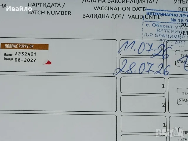 Продавам кученца Курцхаар , снимка 6 - Курцхаар - 55240267