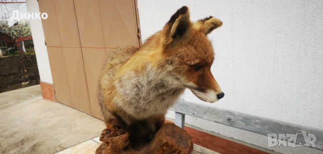 Препариран лисугер , снимка 9 - Други - 54149379