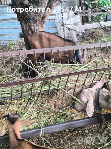  ярета френски алпин, снимка 9 - Кози - 55073148