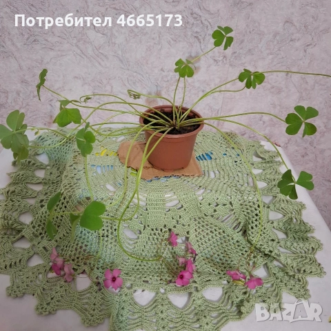 Оксалис/Детелина розова, снимка 7 - Градински цветя и растения - 54378067