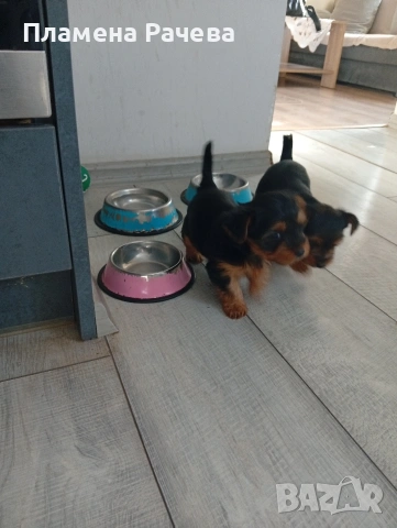 Йоркширски териер , снимка 5 - Йоркширски териер - 54261007