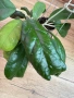 Hoya Хоя CV.Viola , снимка 3