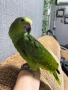 Продавам или заменям папагал амазона , снимка 5