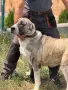 САО  Алабай 2бр., снимка 6
