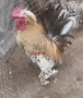 Продавам Бреговски Джинки  Чифтове и Петлета , снимка 2