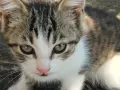 Котета подарявам!!!, снимка 3