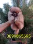 Мъжки и женски Померани., снимка 7