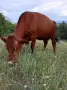 Продавам крава за мляко, снимка 2