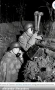 Военен немски перископ от времето на WW2/ВСВ, снимка 4