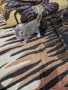 Подарявам котенца, снимка 4