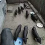 Виетнамски прасенца продавам, снимка 6