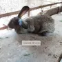 Домашни зайци на различна възраст, снимка 5
