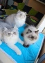 Персийски котенца , снимка 3