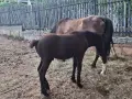 Продавам две кобили, снимка 5