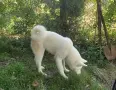 Продавам бяла акита, снимка 4