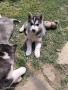 Сибирско хъски, снимка 15