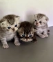 Шотландски котенца, снимка 1
