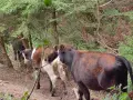 свободни телета , снимка 4