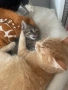 Котенце , снимка 9