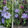 Кралски Клематис  (Clematis ) Микс (Едри цветове) – Готови за засаждане!Пазарджик с доставка до дома, снимка 3