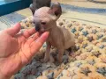 котенца Канадски сфинкс и Елф, снимка 3