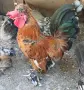 Продавам Чифтове Бреговски Джинки , снимка 9