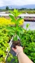 Хортензия паникулата Пинки Уинки, Hydrangea paniculata Pinky Winky, снимка 3