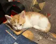 Котенца за осиновяване, снимка 1