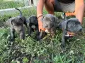  Кученца Кане корсо, снимка 4