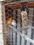 Папагали канарчета пътпъдъци, снимка 4