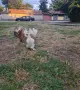Продавам работещи двойки малай серами, снимка 3