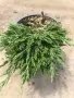 Juniperus horizontalis ‘Pancake’ (Хвойна ‘Pancake’ – „Палачинка“), снимка 2